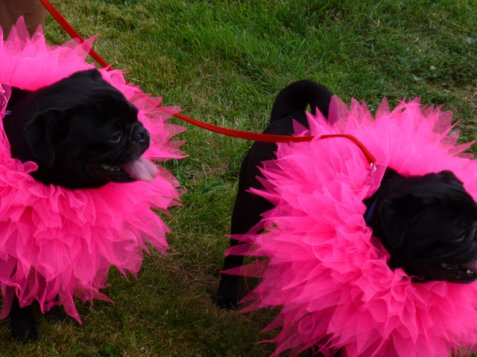 It is barking dahlia day today