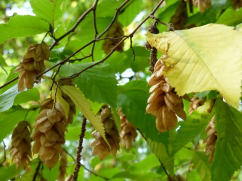 Yesterday I fell in love with the hop hornbeam