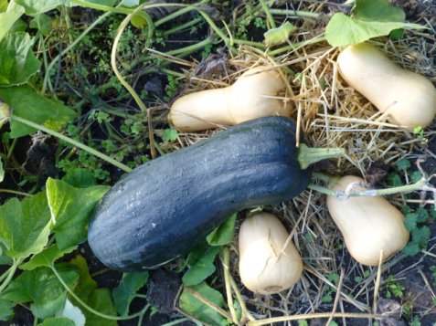 Butternut Squash trounces rivals