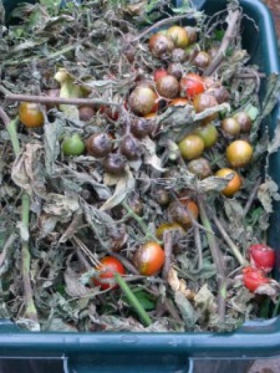 Tomato horrors:  some fell witch has visited my greenhouse