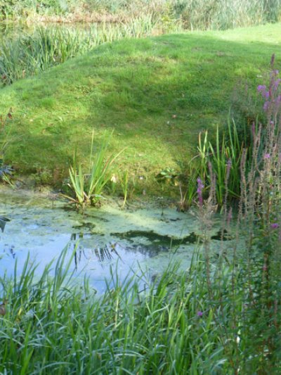 Problem planting areas - slopes round ponds