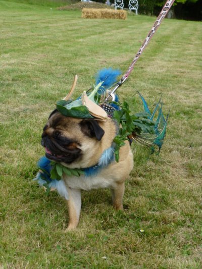 Pugs dressed for Midsummer Night's Dream