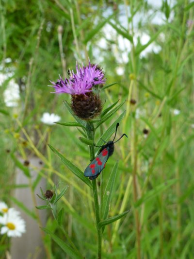 M is for meadows