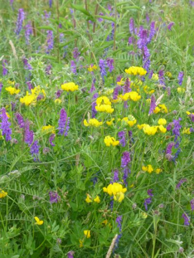 Meadow Sweet: how nature heals itself