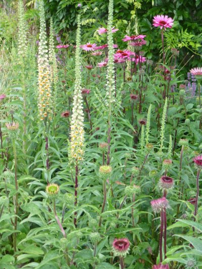 Shimmering border at Pensthorpe