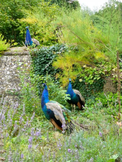 Peacocks on my walls