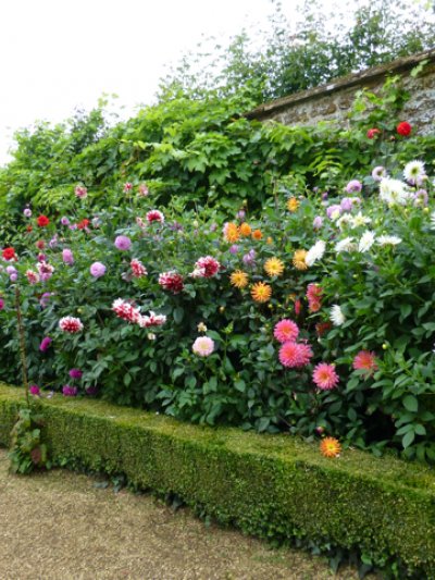 Dahlia Amazia at Rousham