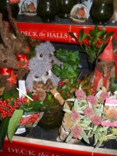 Garden centres deck the halls