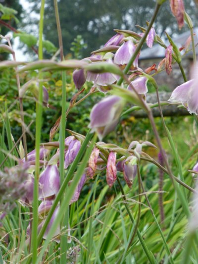 pictorial summary of 4 important gardens: Rousham/Vedww/Abbeydore and Laskett