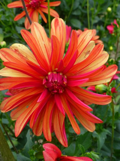 D is for Don't be stupid and Dahlias