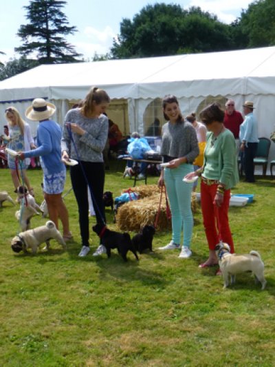 P is for pug tea parties