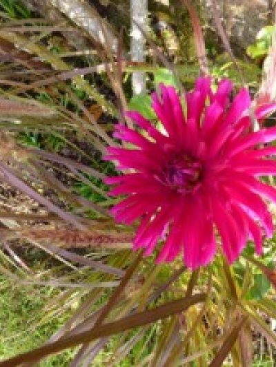 Looking down on this dahlia?