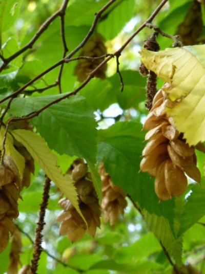 Yesterday I fell in love with the hop hornbeam