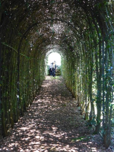 Q is for Quercus ilex tunnels