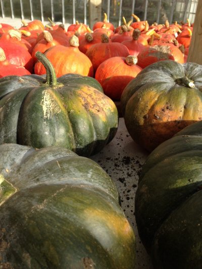 The Best Walled Garden in the World  is in Suffolk