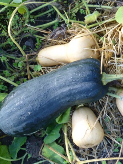 Butternut Squash trounces rivals