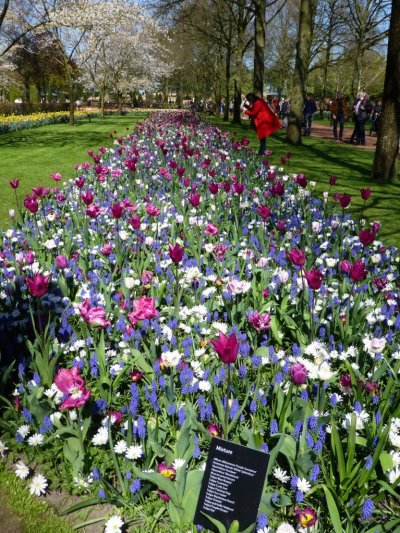 Bulbs - try out the dolly mixture planting style